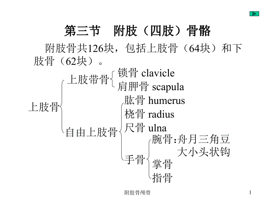 附肢骨颅骨课件_第1页