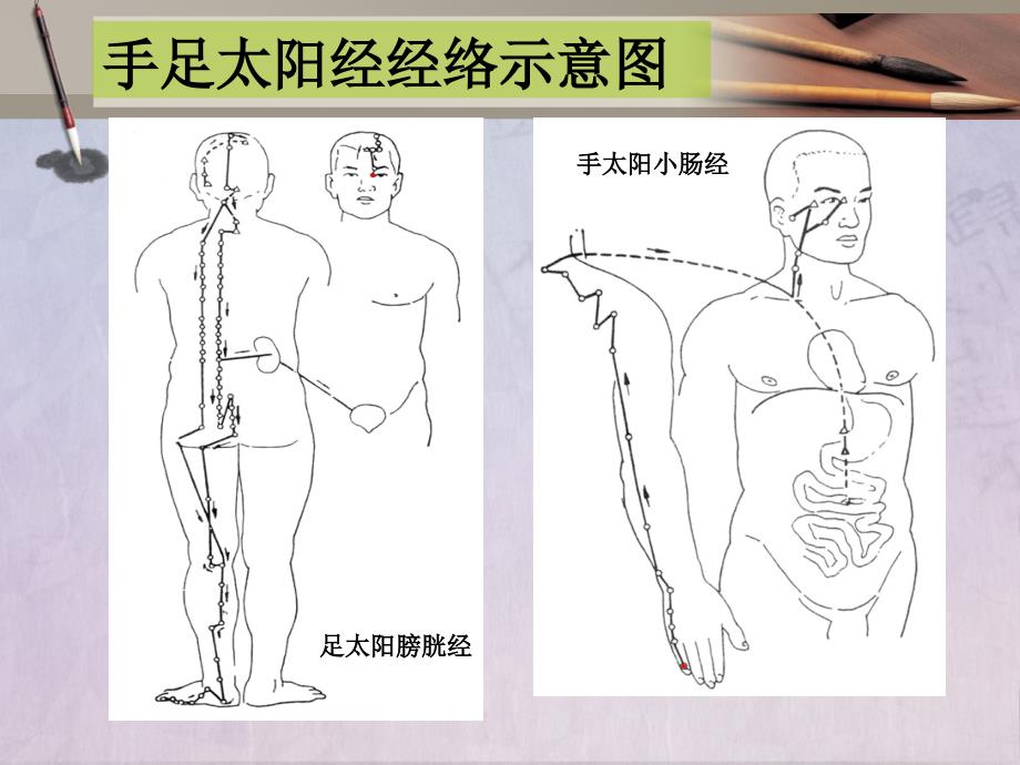 《太阳病概说与纲要》课件_第4页