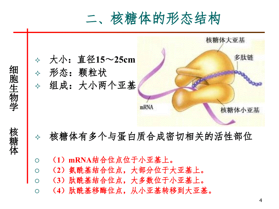 核糖体ribosomePPT课件_第4页