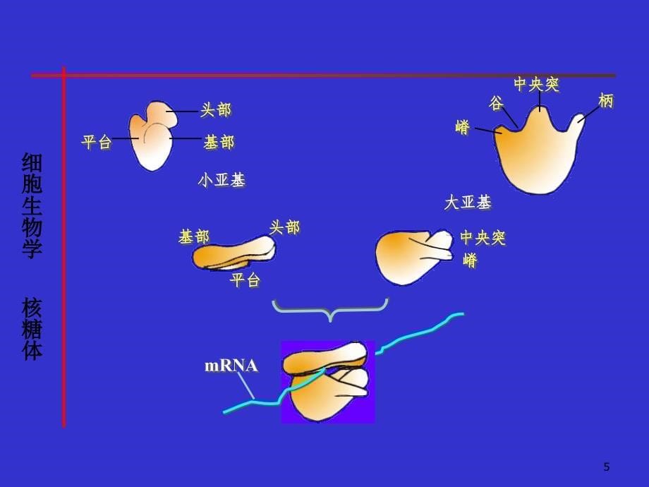 核糖体ribosomePPT课件_第5页