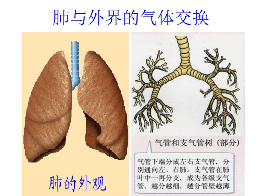 发生在肺内的气体交换课件411_第2页