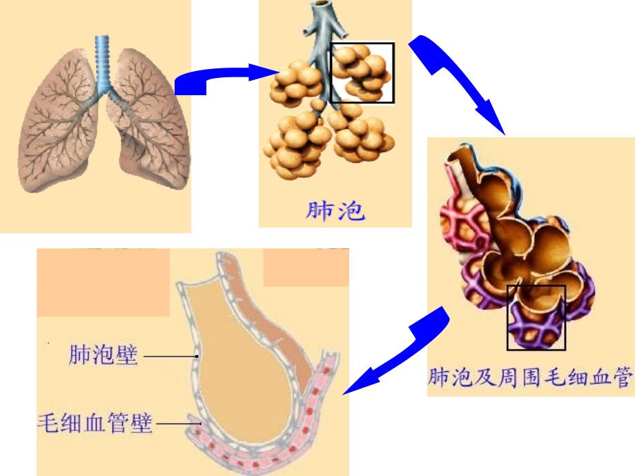 发生在肺内的气体交换课件411_第3页