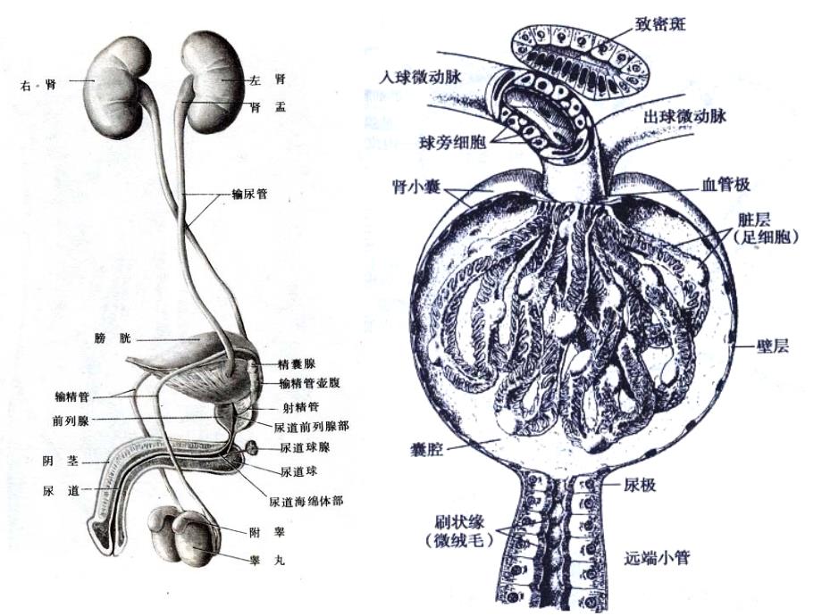 泌尿系统常见疾病病理生理学.ppt_第3页