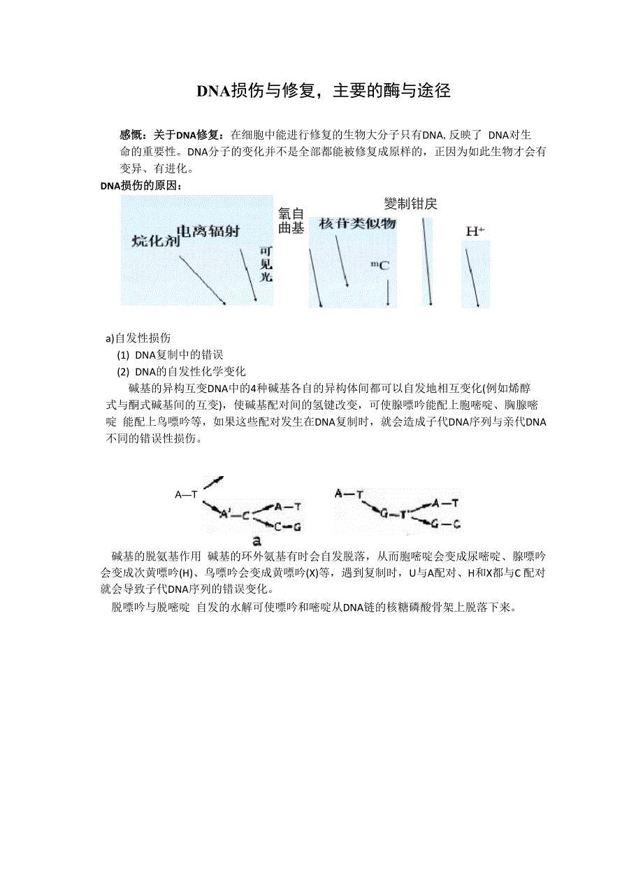 DNA损伤与修复主要的酶与途径_第1页