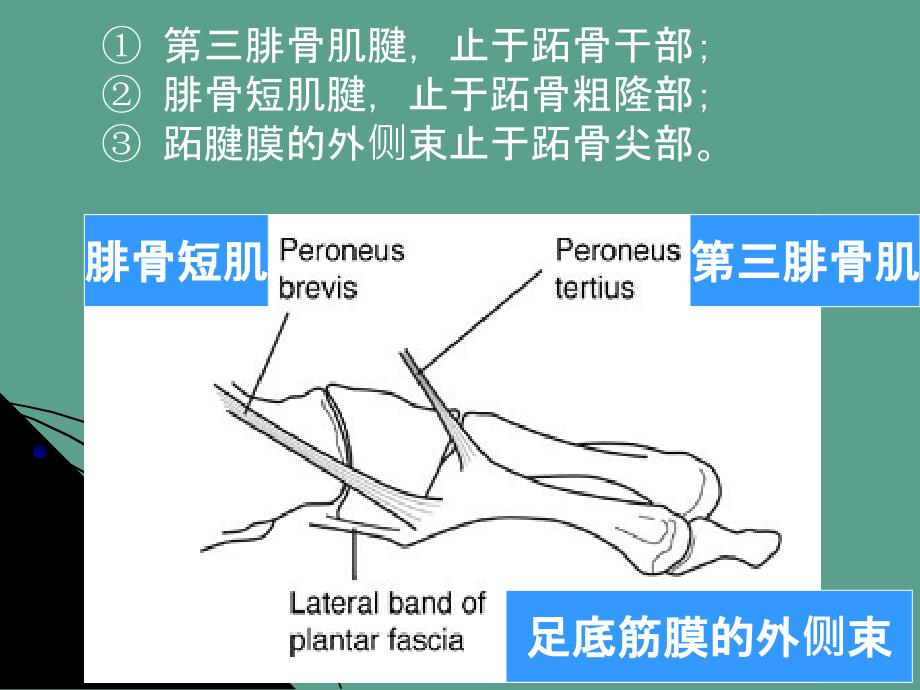 跖骨基底部骨折的分型与治疗ppt课件_第4页