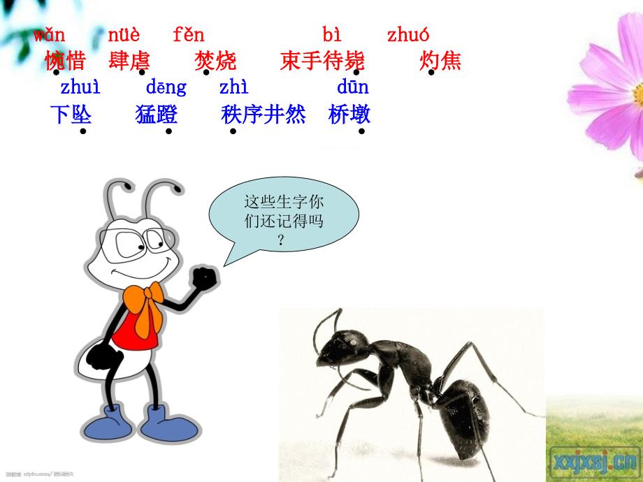 《生命桥》PPT课件(苏教版四年级下册语文)_第1页