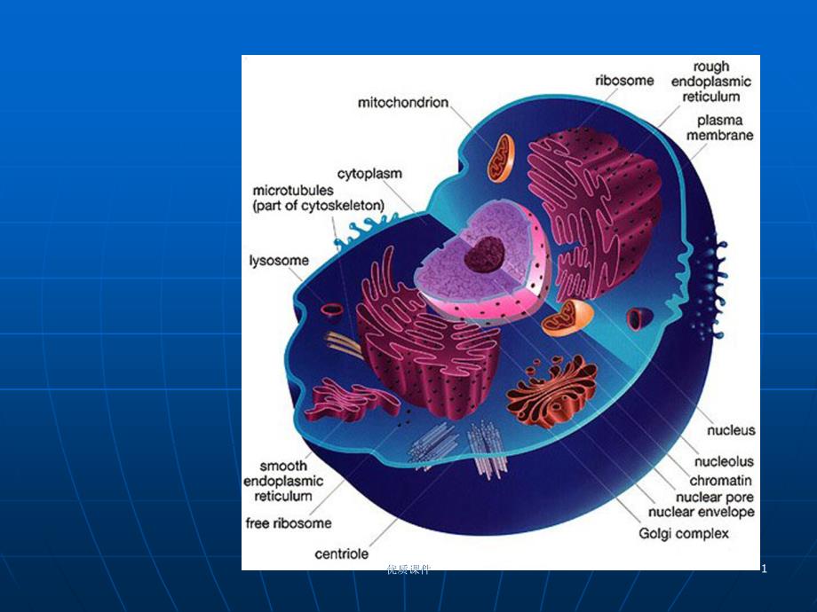 细胞生物学翟中和编 第十章-细胞核与染色体#上课课堂_第1页