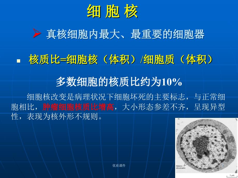 细胞生物学翟中和编 第十章-细胞核与染色体#上课课堂_第2页