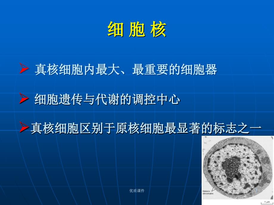 细胞生物学翟中和编 第十章-细胞核与染色体#上课课堂_第3页