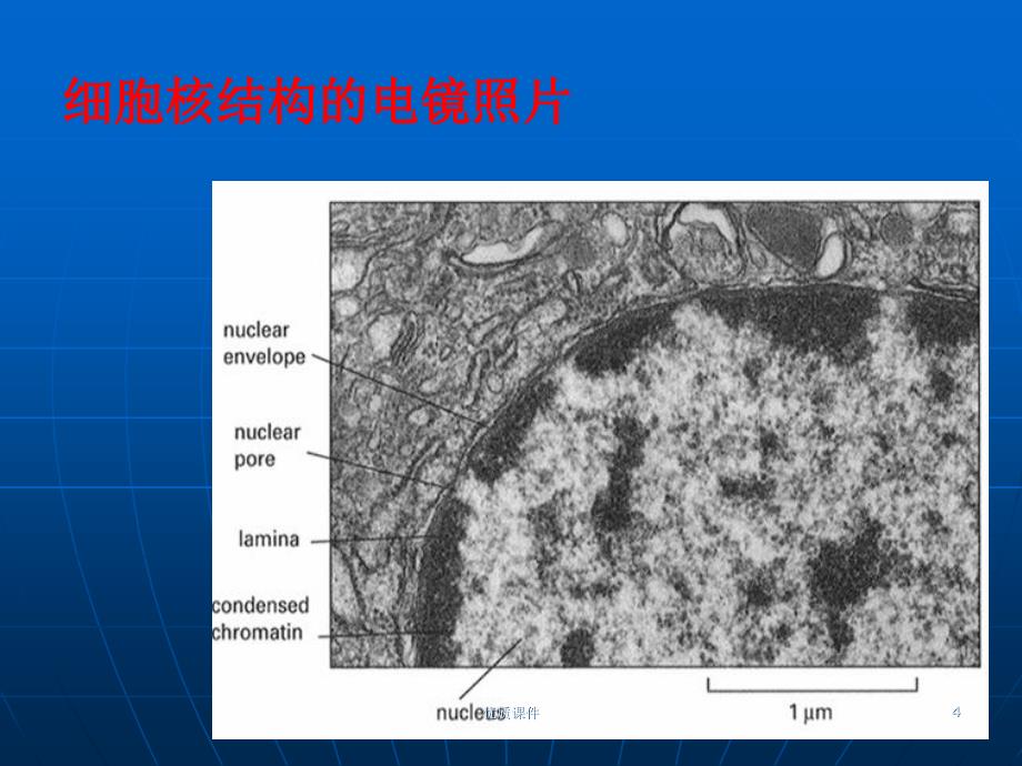 细胞生物学翟中和编 第十章-细胞核与染色体#上课课堂_第4页