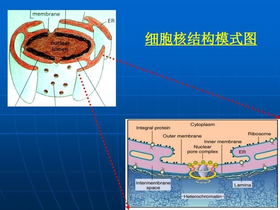 细胞生物学翟中和编 第十章-细胞核与染色体#上课课堂_第5页