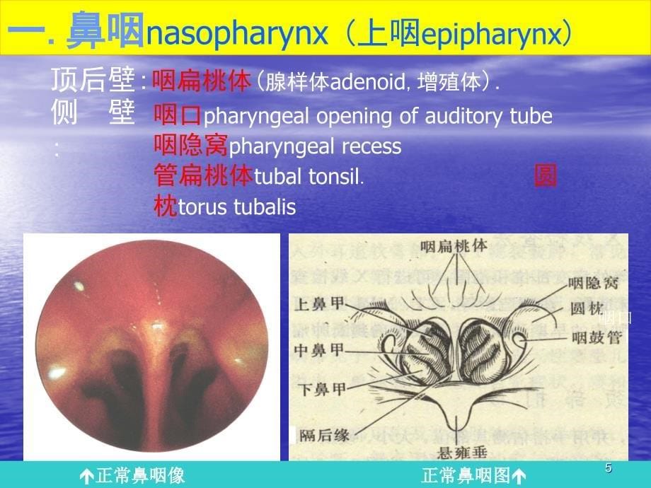 咽喉解剖生理ppt课件_第5页