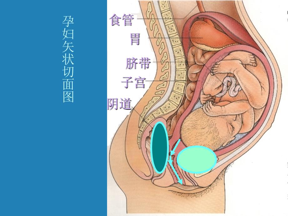 分娩期妇女护理课件_第3页