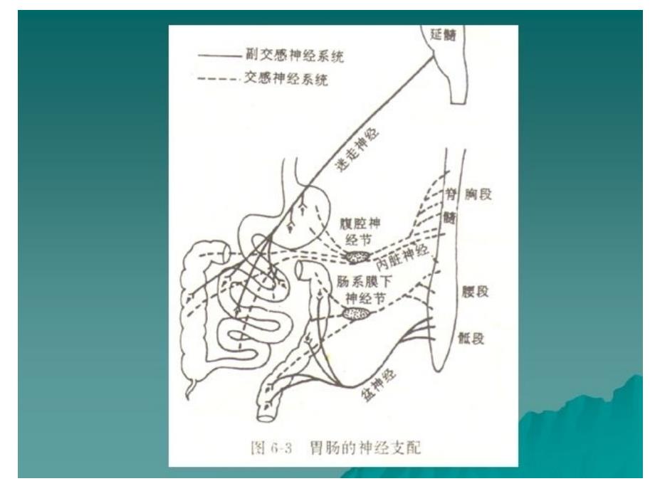 《消化系统与泌尿》PPT课件_第3页