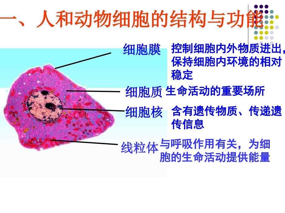 人和动物细胞的结构与功能课件_第5页