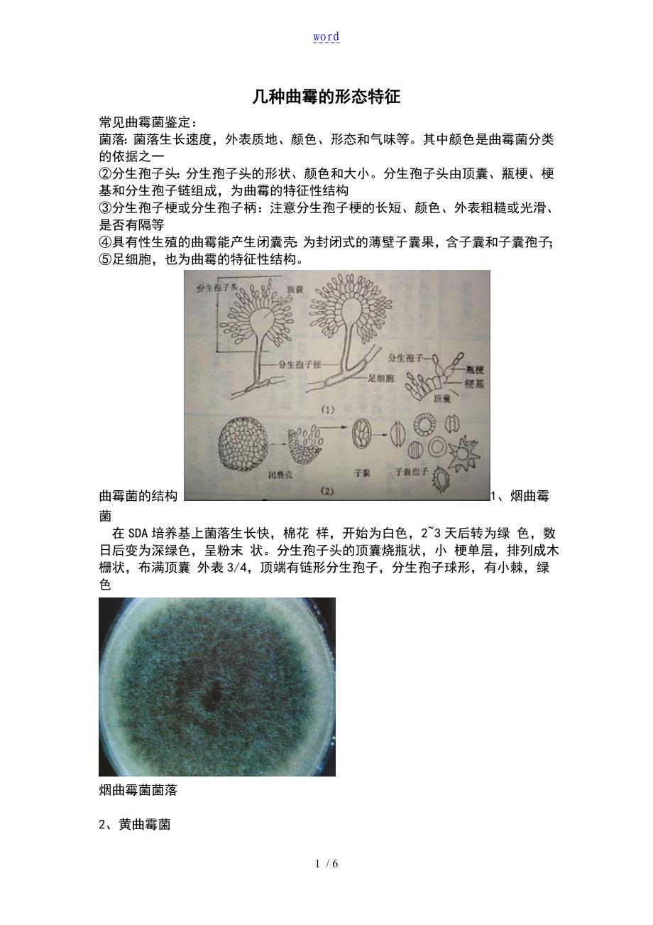 曲霉形态特征_第1页