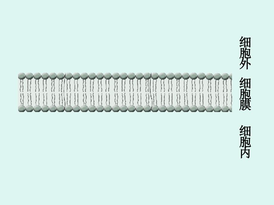 物质跨膜运输的方式_第4页