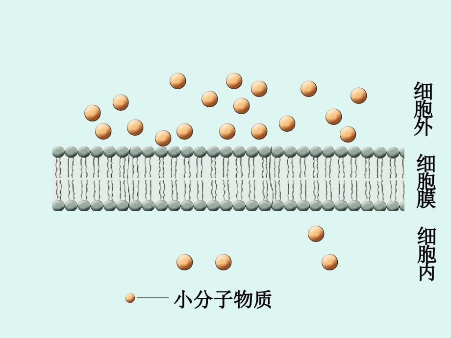 物质跨膜运输的方式_第5页