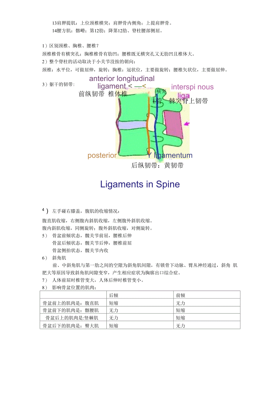 康复之肌肉起止点_第4页