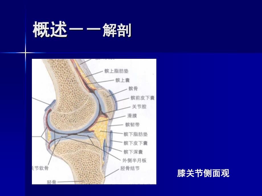 膝关节滑膜炎的诊断与治疗徐俊概要_第2页