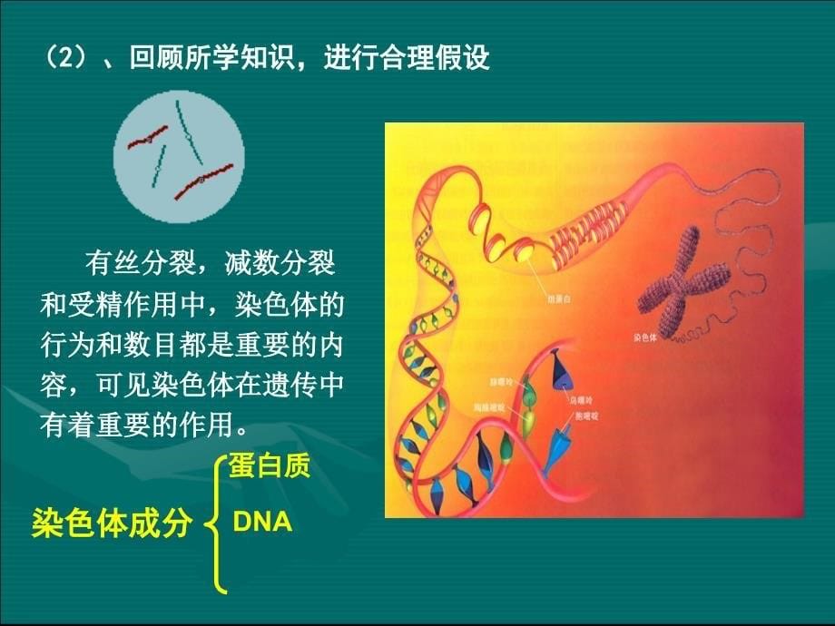 DNA是主要的遗传物质课件优质课ppt_第5页