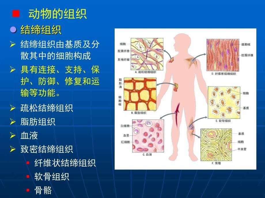 《消化生理》PPT课件_第5页