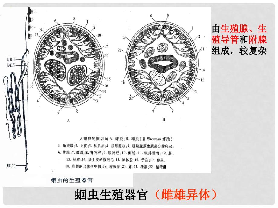 七年级科学下册 6.1 动物的生殖与发育课件1 （新版）华东师大版_第2页