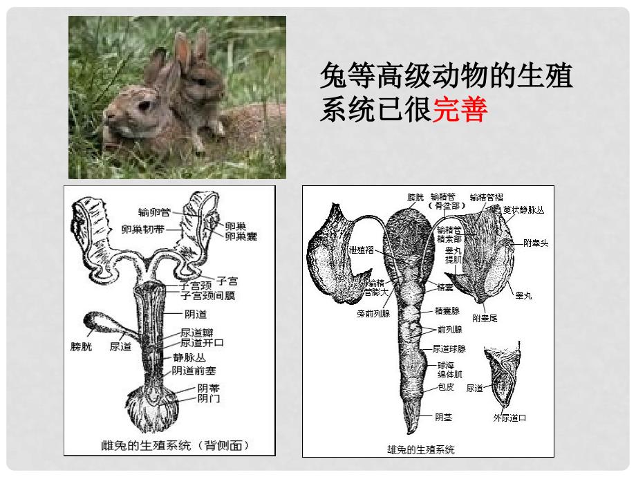 七年级科学下册 6.1 动物的生殖与发育课件1 （新版）华东师大版_第3页