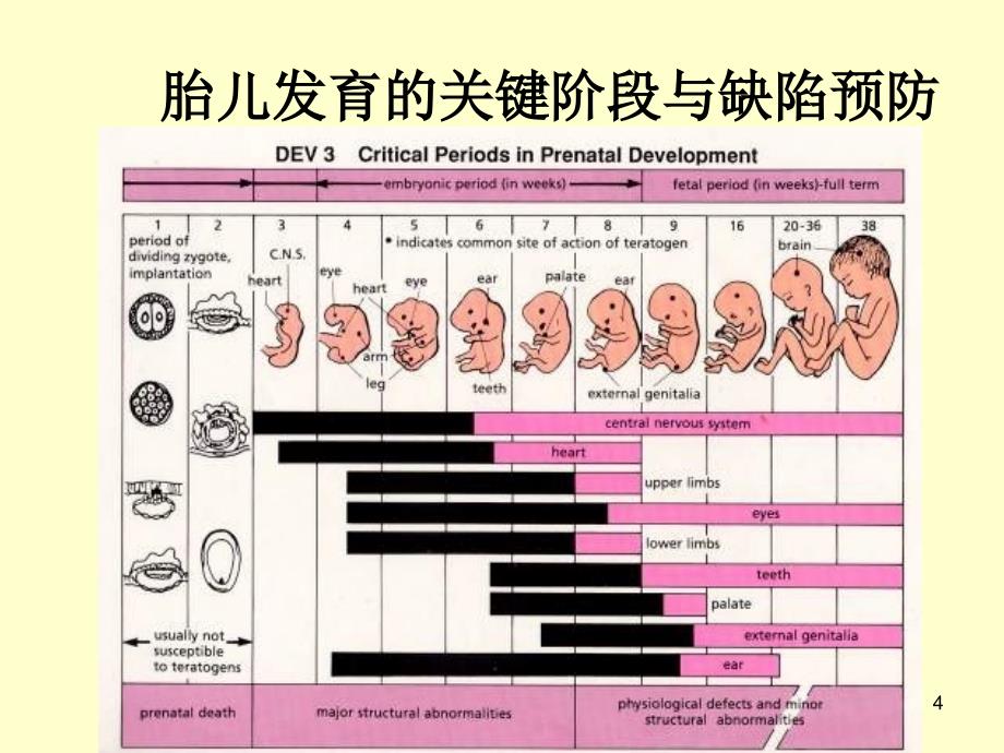 产前筛查胎儿异常与产前诊断_第4页