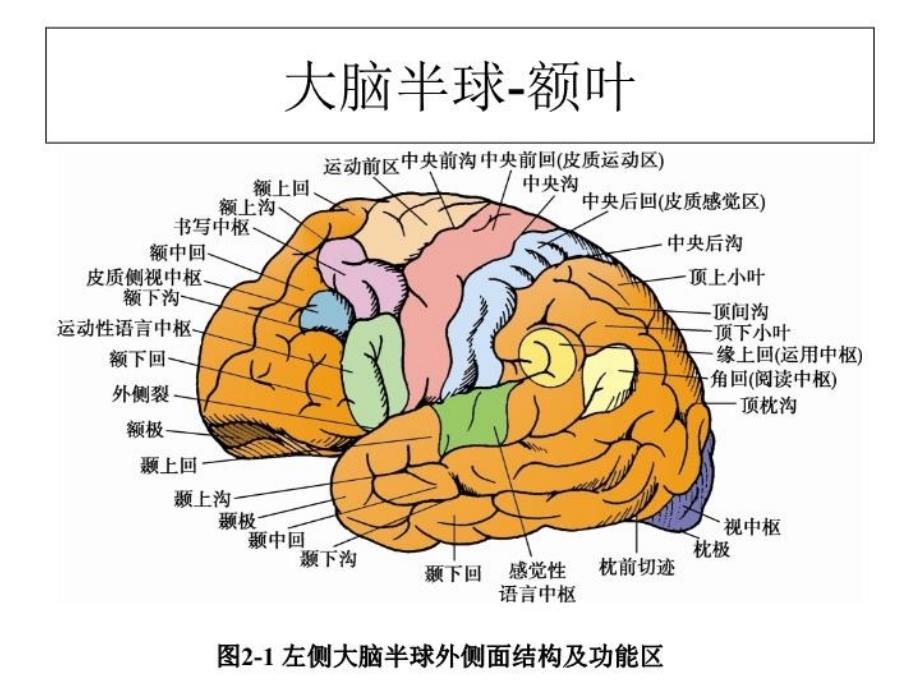 大脑额叶的功能定位教学文案_第3页