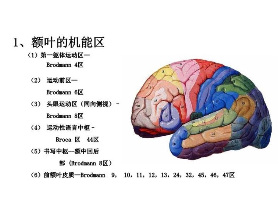 大脑额叶的功能定位教学文案_第4页