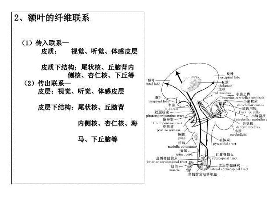 大脑额叶的功能定位教学文案_第5页