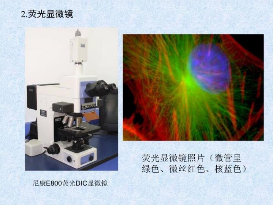 最新实验一细胞形态结构的观察和普通光学显微镜的使用PPT课件_第3页