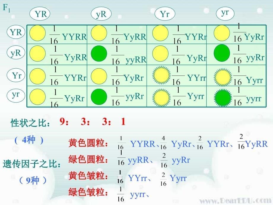 必修2第一章第二节自由组合定律_第5页