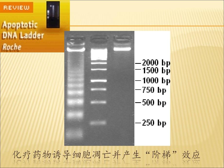 病理生理教研室_第4页