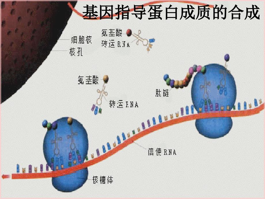 生物：4.1基因指导蛋白质的合成ppt(新人教版必修2)_第1页