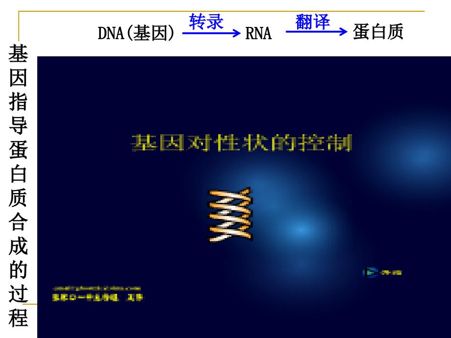 生物：4.1基因指导蛋白质的合成ppt(新人教版必修2)_第3页