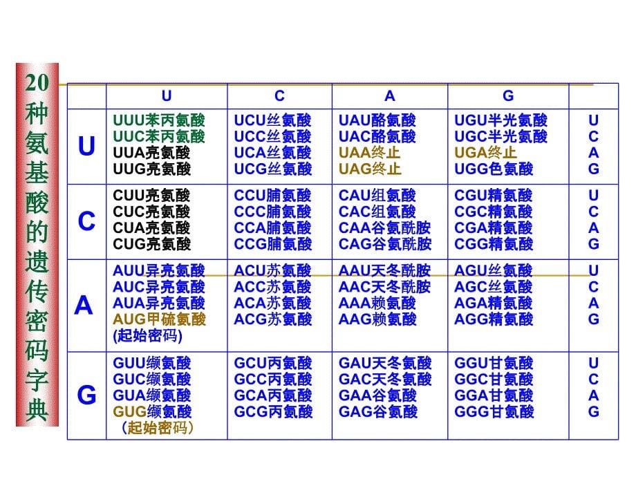 生物：4.1基因指导蛋白质的合成ppt(新人教版必修2)_第5页