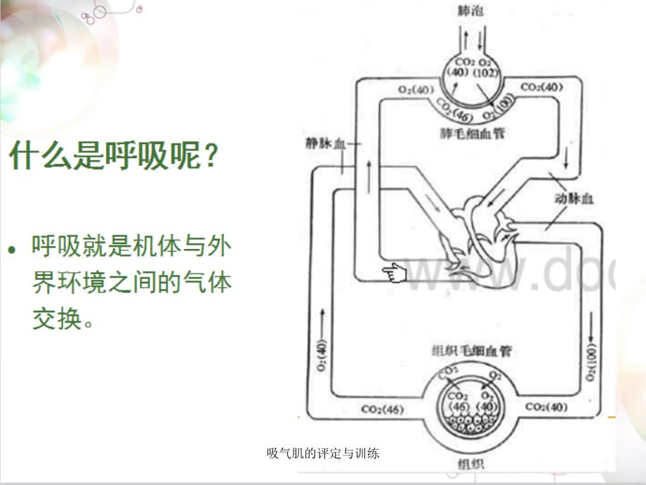 吸气肌的评定与训练_第2页