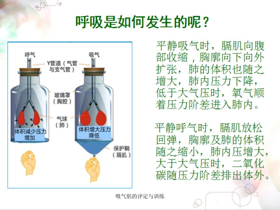 吸气肌的评定与训练_第4页