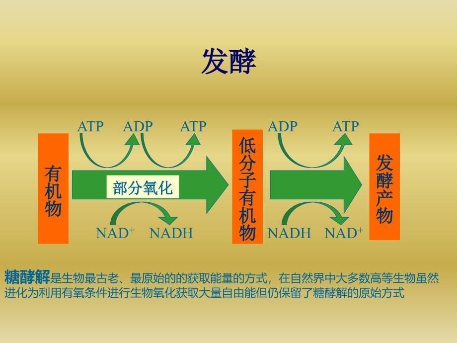 环境微生物学：chI3微生物生理特征5产能代谢_第5页