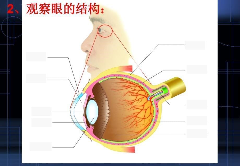 人体对信息的感知一眼和视觉ppt课件_第5页