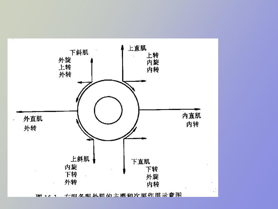 眼外肌病和弱视版_第4页