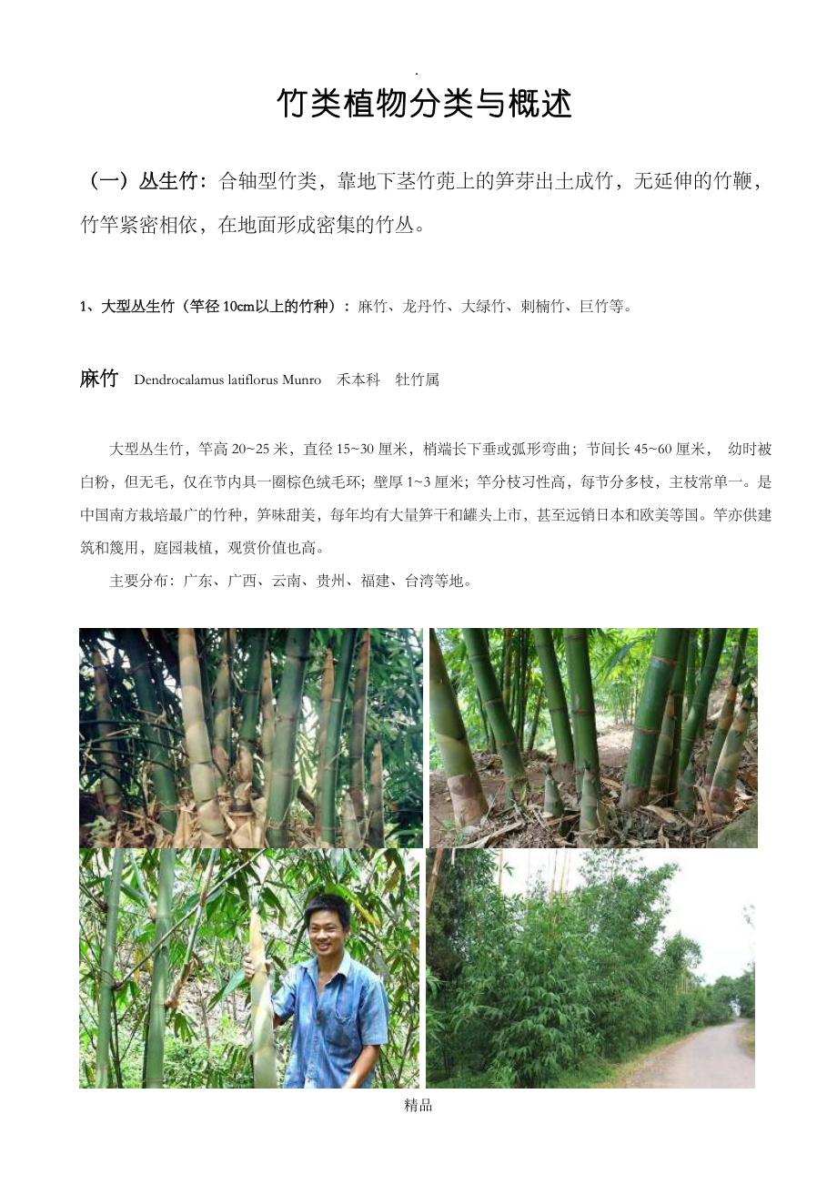 竹类植物分类与概述_第1页