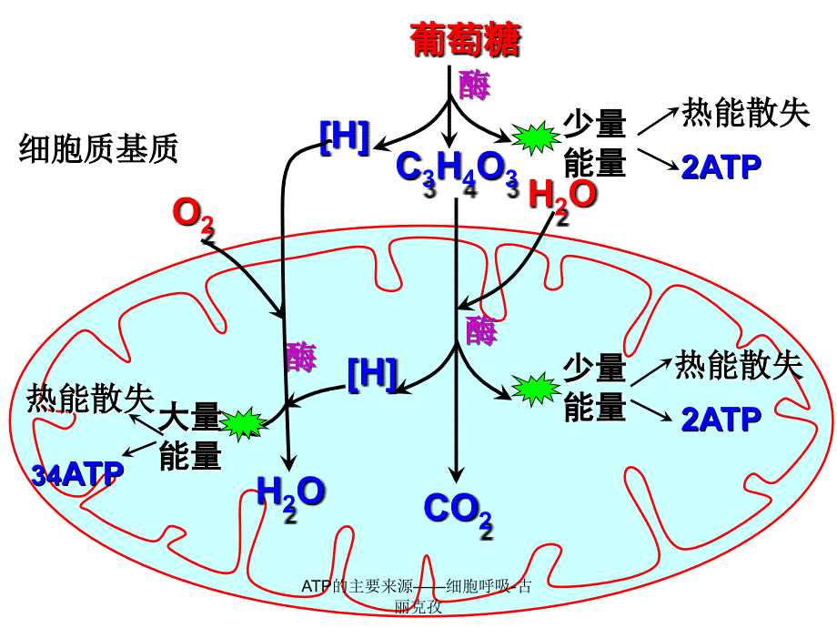 ATP的主要来源细胞呼吸古丽克孜课件_第4页