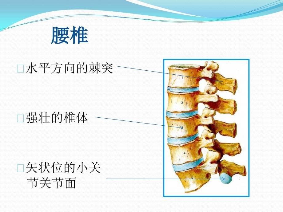 下腰痛的鉴别诊断_第5页