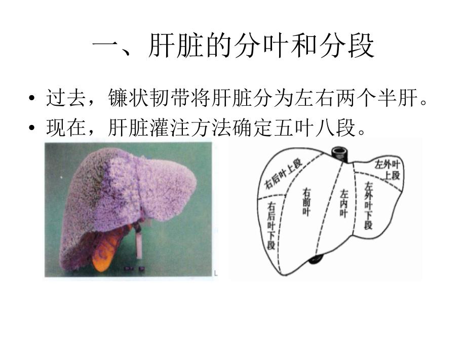 肝脏正常解剖及检查方法课件_第3页