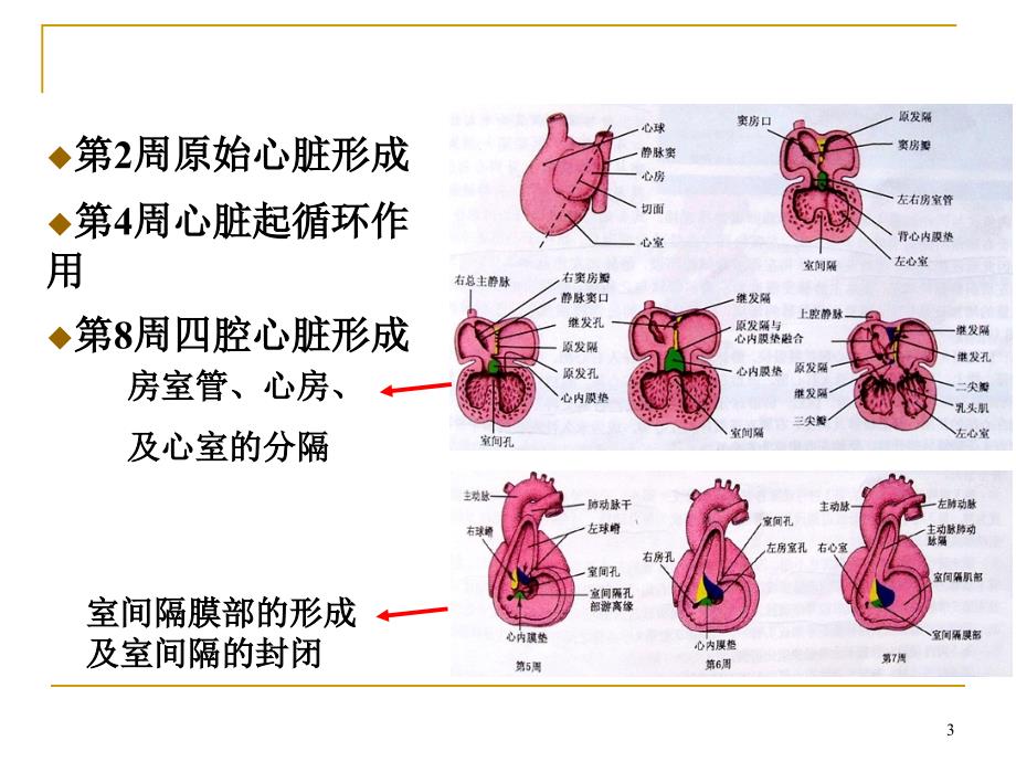 先天性心脏病ppt课件_第3页