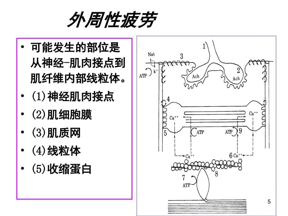 运动性疲劳及恢复过程的生化特点PPT课件_第5页