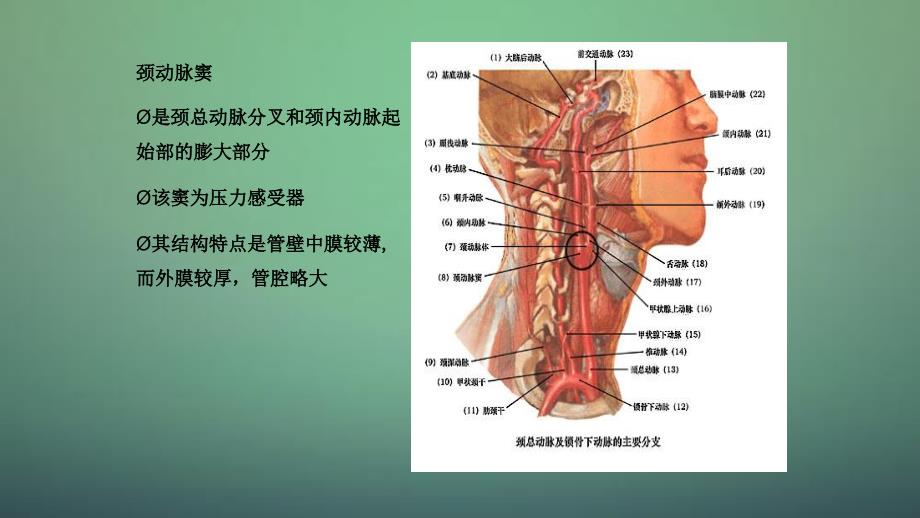 颈动脉超声检查干货分享_第4页